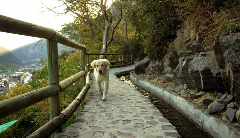 apartamentos con perro