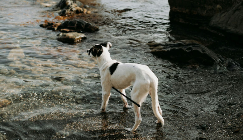 Rutas con perro en andorra